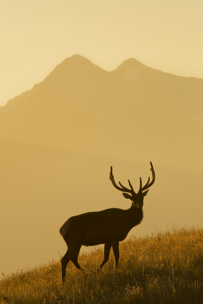 Robert Dawson 36 x 24 Open Edition Signed Giclee on Canvas:"At Sunrise"