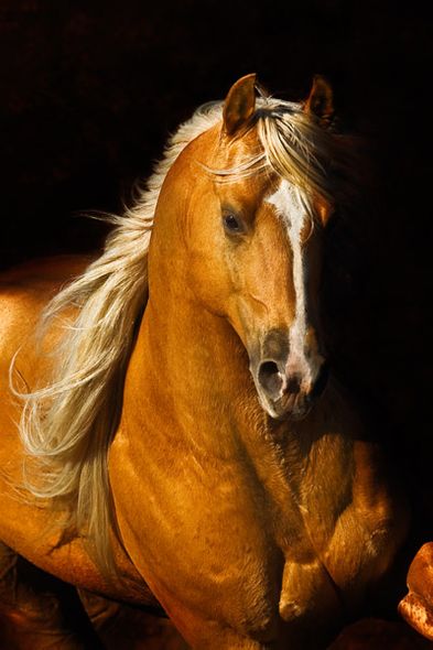 Robert Dawson 36 x 24 Open Edition Signed Giclee on Canvas:"Sherry's Boy"