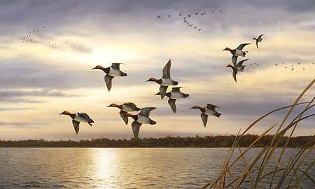 Robert Hautman Handsigned and Numbered Limited Edition Canvas Giclee: "Sunset Canvasbacks"