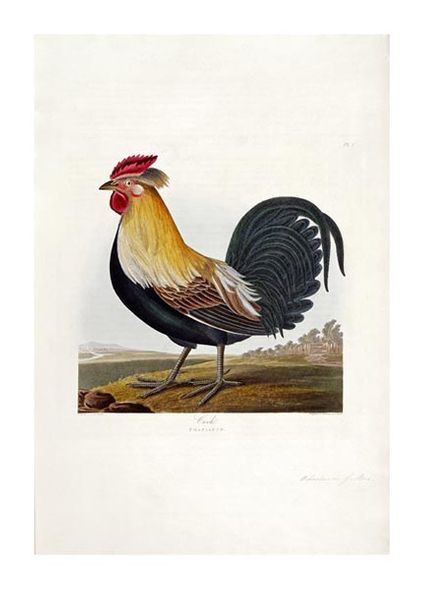 Robert Havell Fine Art Open Edition Gicl&eacute;e:"Cock"