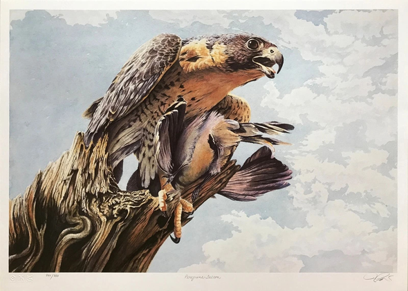 Robert Pow Artist Hand-signed Limited Edition Lithograph: "PEREGRINE FALCON"