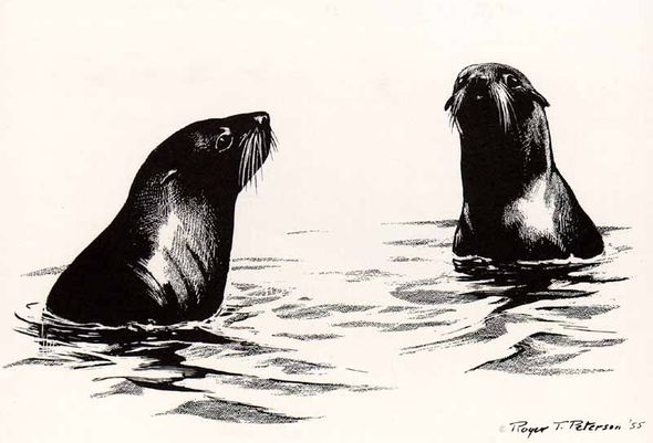 Roger Tory Peterson Signed by the Artist Limited Edition Paper Lithograph:"Fur Seals"