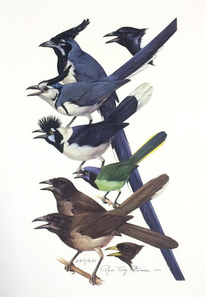 Roger Tory Peterson Signed by the Artist Limited Edition Paper Lithograph:"Jay's - Color Plate #30"