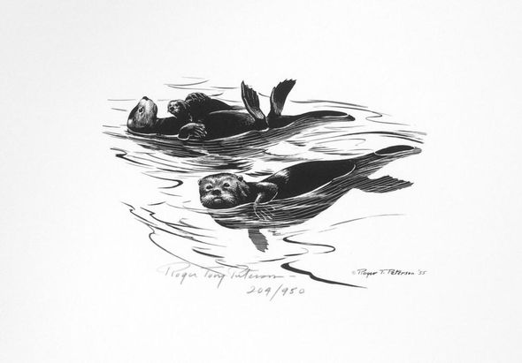 Roger Tory Peterson Signed by the Artist Limited Edition Paper Lithograph:"Sea Otters"
