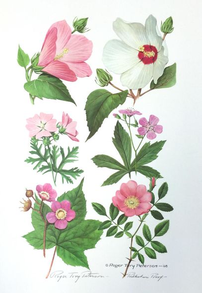 Roger Tory Peterson Signed by the Artist Limited Edition Paper Lithograph:"Showy Wayside Flowers"