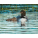 Rollie Brandt Master Artisan Hand Embellished Canvas Giclee:"Swimming Lessons"