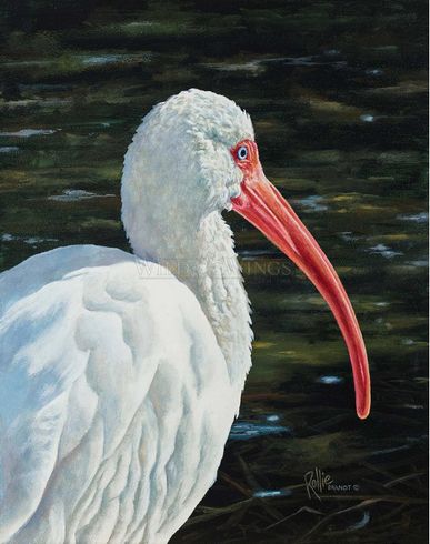 Master Artisan Hand Embellished Canvas Giclee:"Ibis Be Going"