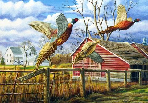 Ron Nelson Print-Signed and Numbered:"Dakota Farmyard Pheasants"