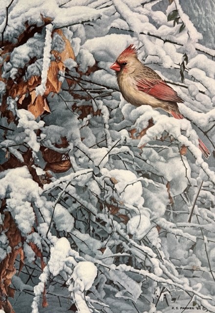 Ron Parker Signed by the Artist Limited Edition Paper Lithograph:"Cardinal in Brambles"