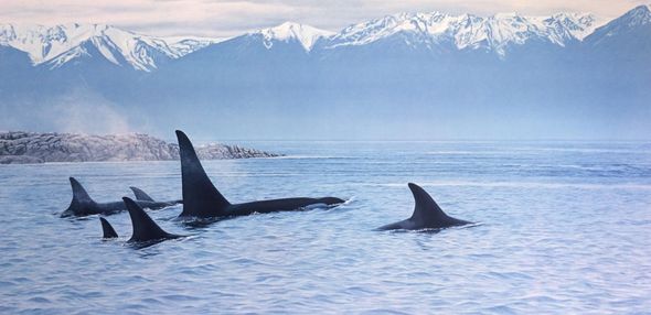 Ron Parker Signed by the Artist Limited Edition Paper Lithograph:"Silent Passage - Orcas (Imperfect)"