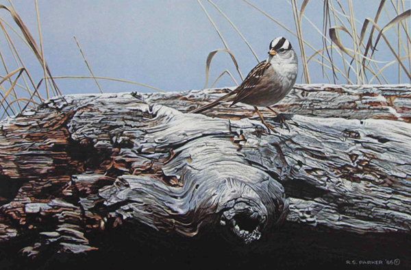Ron Parker Signed by the Artist Limited Edition Paper Lithograph:"White-Crowned Sparrow on Driftwood (Imperfect)"