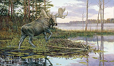 Ron Van Gilder Canvas Limited Edition Print:"Backwater Bull-Moose"