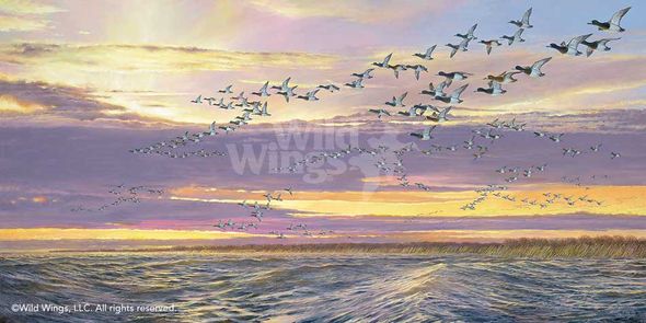 Ron Van Gilder Hand Signed and Numbered Limited Edition:"Grand Passage-Canvasbacks"