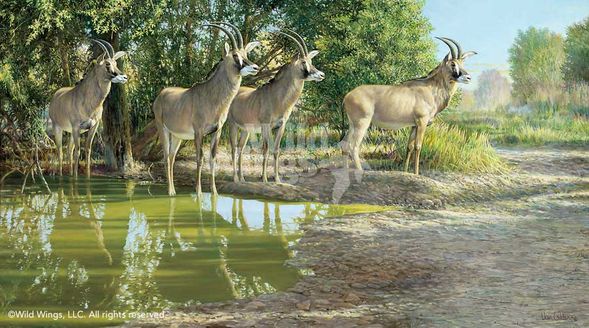 Ron Van Gilder Handsigned and Numberd Giclee on Canvas: "All Aglow - Roan Antelope"