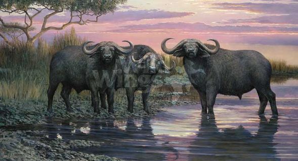 Ron Van Gilder Handsigned and Numbered Limited Edition Canvas: "Nightfall - Cape Buffalo Canvas"