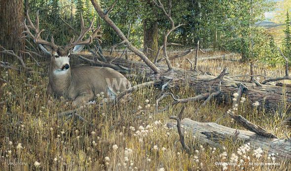Ron Van Gilder Limited Edition Premier Giclée Canvas:"Blow Down Buck - Mule Deer"