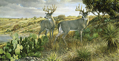 Ron Van Gilder Limited Edition Print:"Cactus Country-Whitetail Deer"