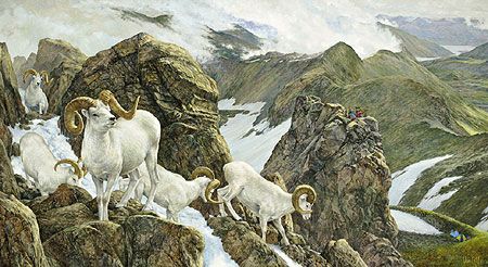 Ron Van Gilder Limited Edition Print:"The High Life - Dall Sheep"