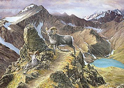 Ron Van Gilder Limited Edition Print:"The Pinnacle-Ram"
