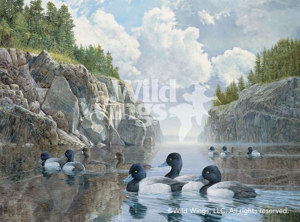 Ron Van Gilder Open Edition Framed Print: "Boundary Waters - Bluebills"