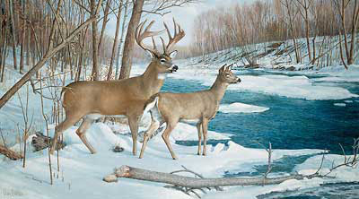 Ron Van Gilder Print-Signed and Numbered:"The Jordan Buck S/N Deer Art Print"