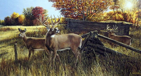 Ron Van Gilder Print-Signed and Numbered:"The Waiting Game- Whitetail Deer"