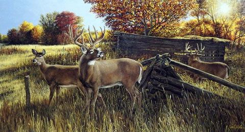 Ron Van Gilder Print-Signed and Numbered:"The Waiting Game- Whitetail Deer"