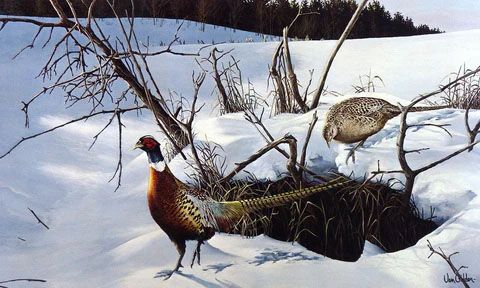 Ron Van Gilder Print-Signed and Numbered:"Winter Shadows- Ringneck Pheasants"