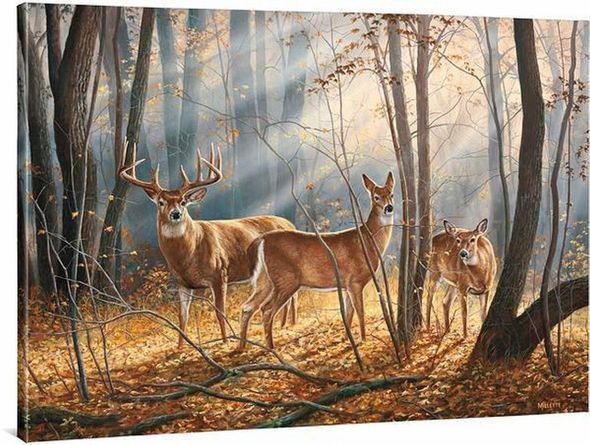 Rosemary Millette 33.5 x 44.5 Open Edition Gallery Wrapped Canvas:"Woodland Splendor Whitetail Deer"