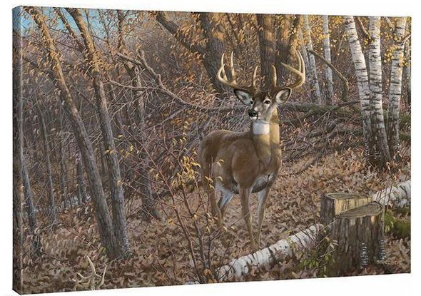 Michael Sieve 24x36 Gallery Wrapped Canvas:"Great Eight - Whitetail Deer"
