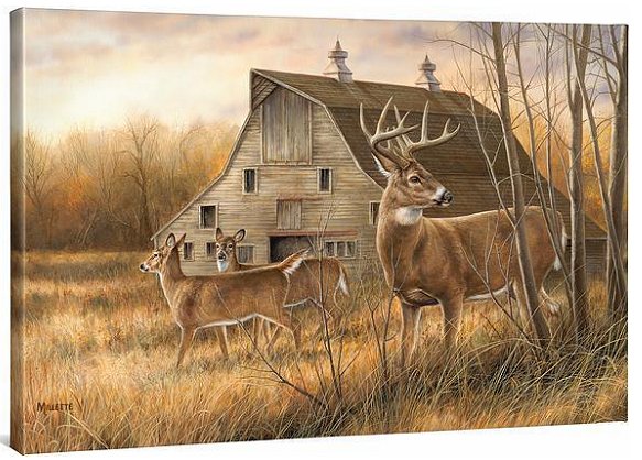 Rosemary Millette 24x36 Gallery Wrap Canvas:"Deserted Farmstead - Whitetail Deer"
