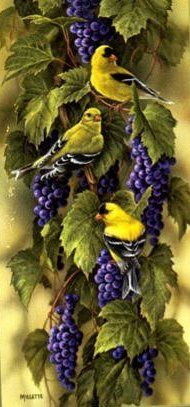 Rosemary Millette Limited Edition Print:"Vineyard - GoldFinch"