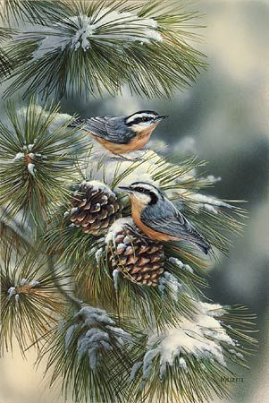 Rosemary Millette Limited Edition Print: "Winter Gems-Nuthatch"