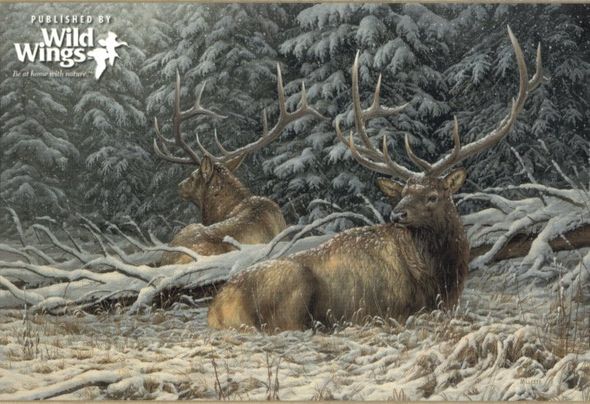 Rosemary Millette Signed and Numbered Limited Edition Artist Proof Print: "Sheltered Elk"