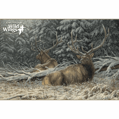 Rosemary Millette | Deer in forest