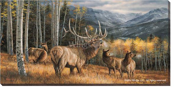 Rosemary Millette Wrapped Canvas:"Meadow Music - Elk"