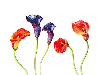 Rosie Sanders Giclee on Canvas:  "Purple and Mango"