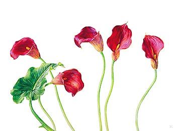 Rosie Sanders Giclee on Canvas: "Seeing Red"