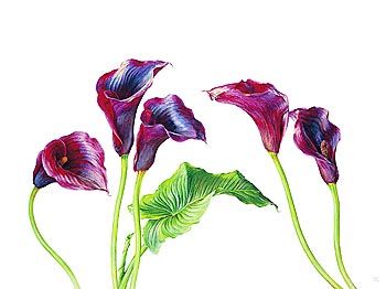 Rosie Sanders Giclee on Canvas:  "Deep Purple"