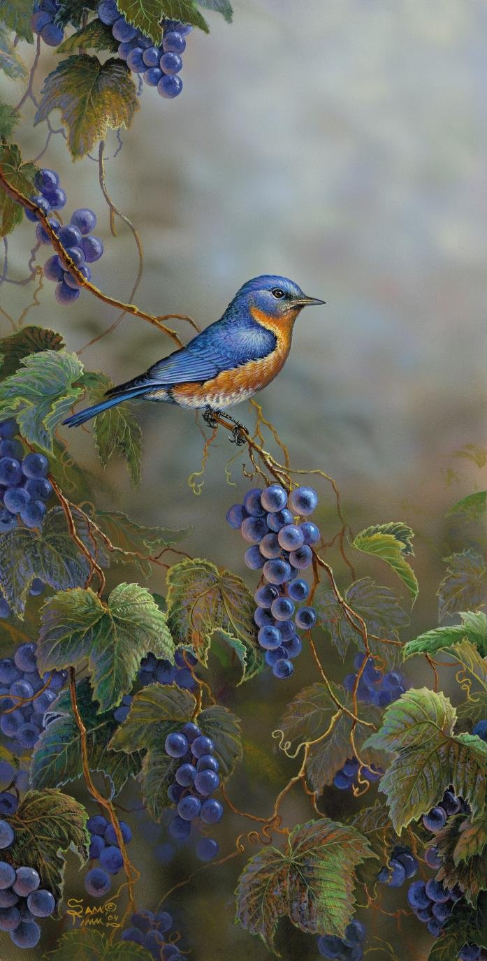 Sam Timm Handsigned andNumbered Limited Edition Print:"Concord Blue-Bluebird"