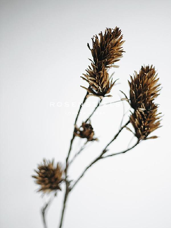 Sarah Hart Morgan 30 x 40 in. Open Giclee Canvas:"Dried Bud - Waver"