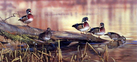 Scot Storm Artist Proof:"Resting Place- Wood Ducks"