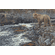 Scot Storm Artist Signed and Numbered Print:"River Hunter"