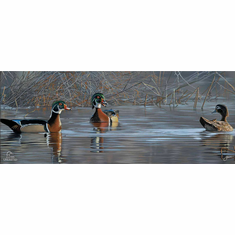 Scot Storm Ducks Unlimited 24x36 Gallery Wrapped Canvas Art:"Springtime Chatter" 