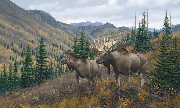 Michael Sieve Hand Signed and Numbered Limited Edition Canvas Giclee:"Working the Ridge—Moose"
