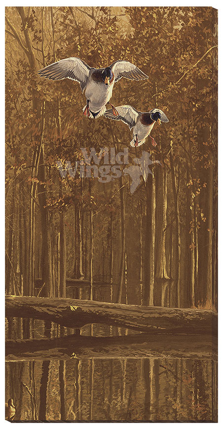 Scot Storm Gallery Wrapped Canvas Giclee:"Mallards Over Water"