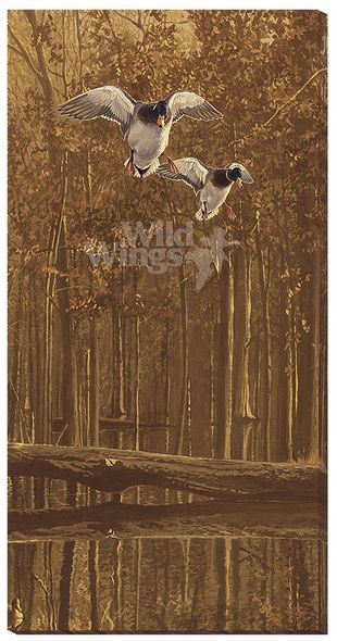 Scot Storm Gallery Wrapped Canvas Giclee:"Mallards Over Water"