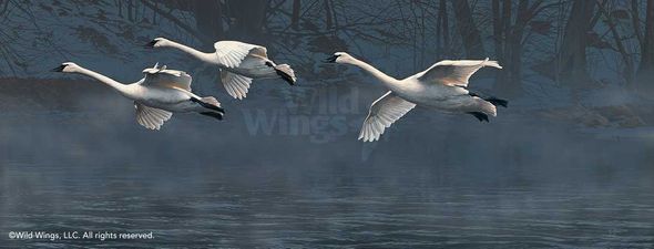 Scot Storm Hand Signed and Numbered Limited Edition Canvas Giclee: "Nature's Grace-Flying Swans"