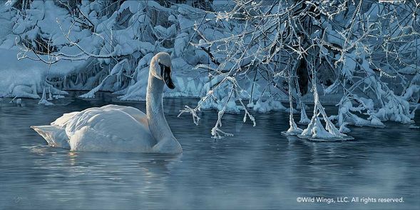 Scot Storm Hand Signed and Numbered Limited Edition Canvas Giclee: "Winter Elegance-Trumpeter Swan"