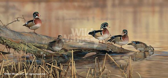 Scot Storm Hand Signed and Numbered Limited Edition: "Resting Place-Wood Ducks"